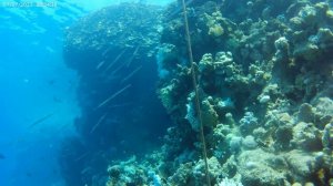 Подводный мир Шарм-Эль-Шейха.
