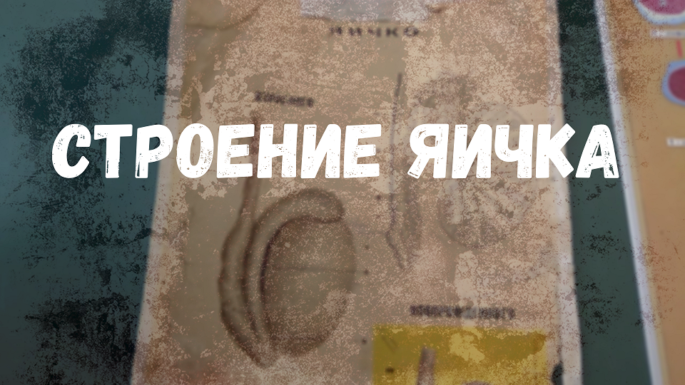 Строение яичка (ЗБМК) смотреть онлайн