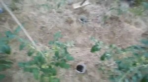 Обогащаю почву кислородом,аэрация почвы в огороде.