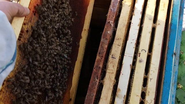 Разобрал гнездо, а там расплод и трутень! смотреть онлайн