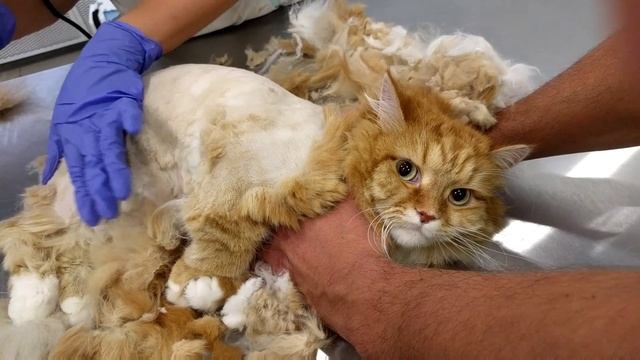 Кот Тишка лысый! Катя и Настя ведут кота в ветеринарную клинику на стрижку смотреть онлайн