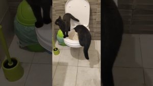 Приучаем Лайлу и Малыша ходить на унитаз, как взрослые!