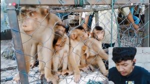 Tersembunyi pasar gelap tempat beli monyet beruk