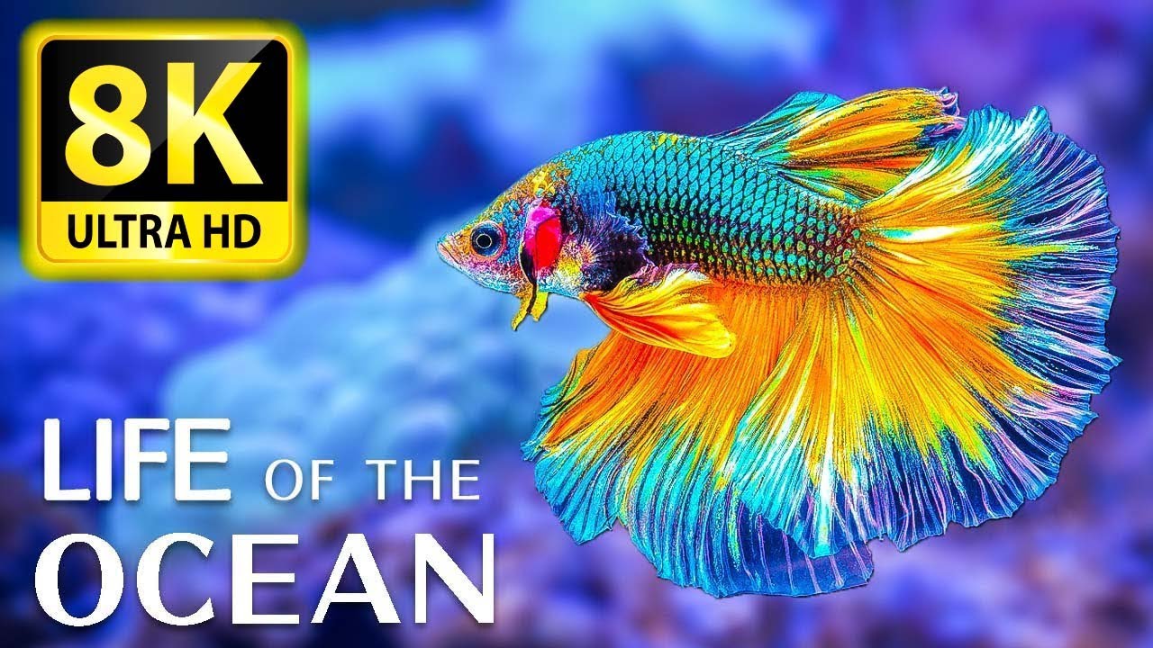 Жизнь океана 8K ULTRA HD — 500 видов морских существ под расслабляющую музыку и звуки океана