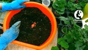 Посадка черенков пеларгонии в грунт. Укореняля я их в воде.