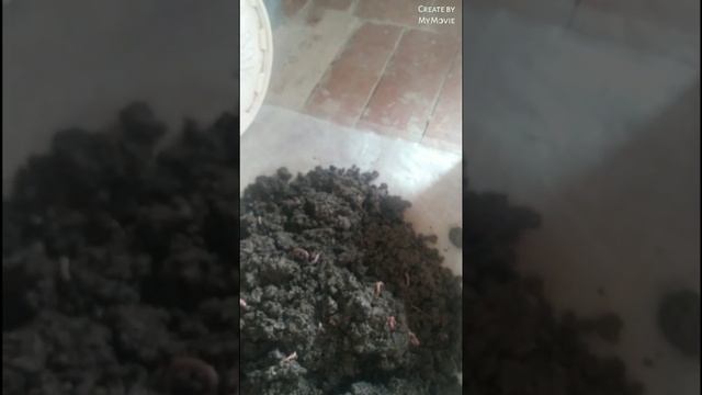 Как хранить червей в зимний  и летний период, и размножить смотреть онлайн