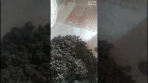 Как хранить червей в зимний и летний период, и размножить