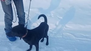 жизнь с собакой, мини влог