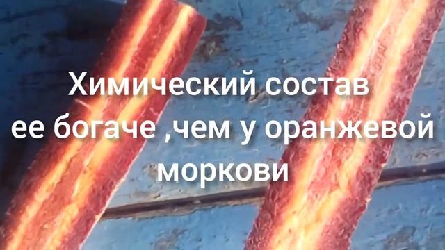 Фиолетовая морковка. Полезные свойства. смотреть онлайн