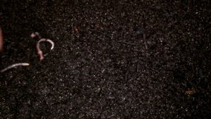 Новые Обитатели Червячника Кто Еще Обитает в Червячнике Паразиты Вредители в Червеводстве