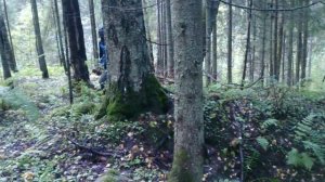 Сбор груздей и рыжиков у пос.Ефимовский в Ленинградской области