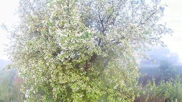 Утро, природа,одиночество,тишина.