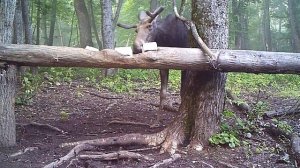 Животные Южного Урала. Лоси.