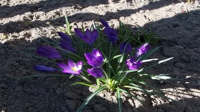 «Крокусы». Time-Lapse Video. Xiaomi Mijia 4K Action Camera. смотреть онлайн