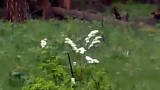 Охота. Медведь напал на охотников смотреть онлайн