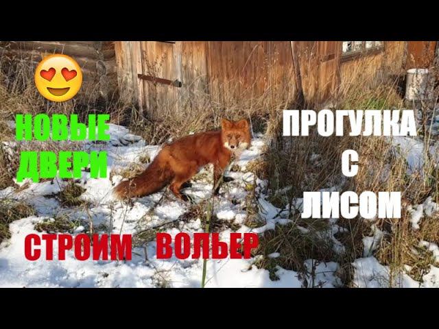 Установили новую дверь/гуляем с лисом/начали строить вольер для лисы