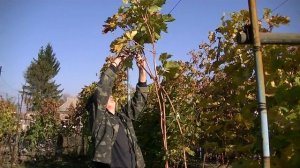 Обрезка 5 летнего куста винограда