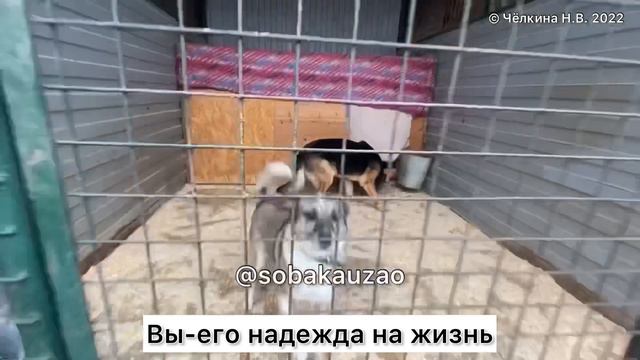 Маленький Чижик ищет хозяев! Приют «Щербинка» @sobakauzao 89055523195