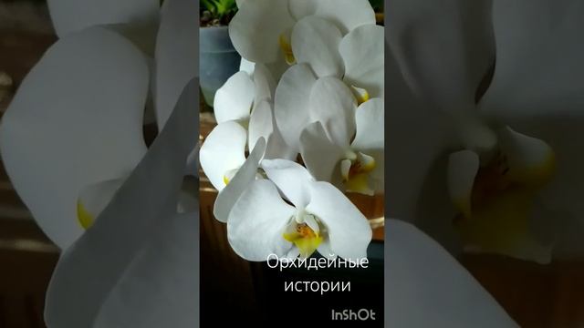 утро начинаем с красоты! #орхидеи #обзорорхидей #orchids