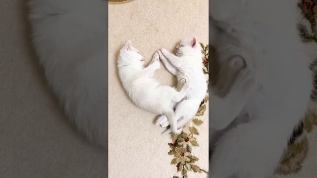 British Cute White Kittens Of Cat Kylie.Brothers. Британские милые белые котята кошки Кайли. Братья