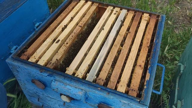 Отводки набирают силу развитие БАКФАСТ на 3 рамки прошёл месяц КАКАЯ СИЛА расширяю ✅☝️? смотреть онлайн