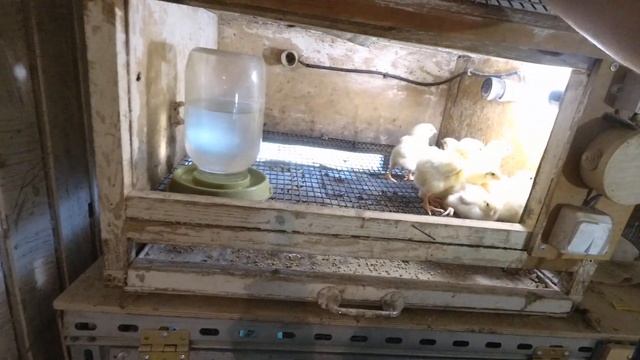 Моё хозяйство. Автономная мини ферма