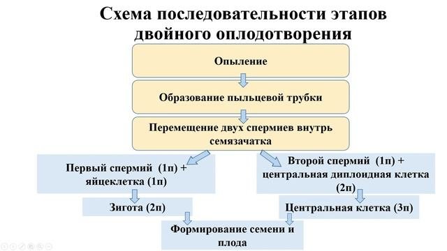Тема 27. Чередование способов размножения и поколений в жизненном цикле растений