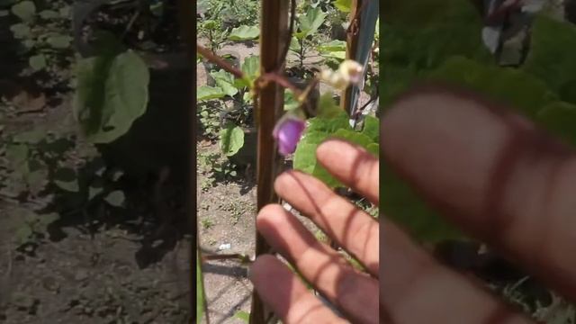 The black beans that I planted are now starting to bloom