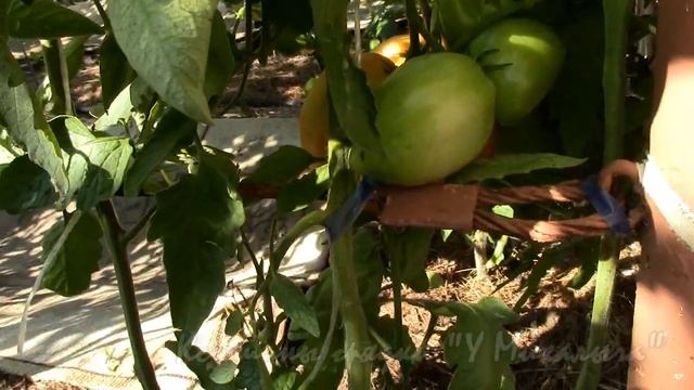 На дворе Август: Созревание крупноплодных сортов. НЕЗНАКОМКА. смотреть онлайн