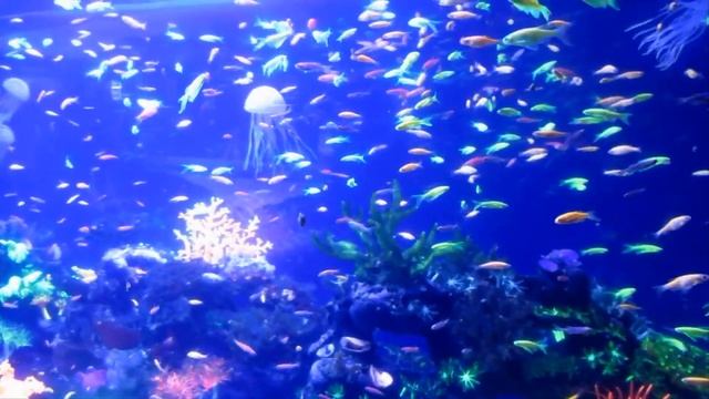 Рыбы. Детям про рыб смотреть онлайн