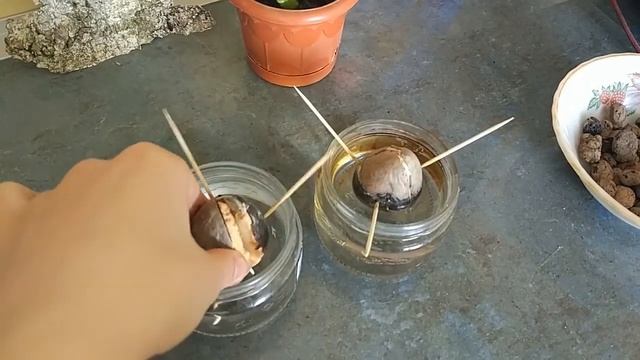 Необычное домашнее растение. А вы знаете что это?!