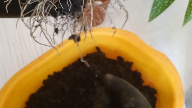 жасмин лечим от хлороза смотреть онлайн