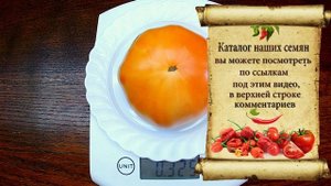 Jumbo Jim Orange. Томат - Джамбо Джим оранжевый.