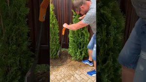 Посадка Туи на участке. #Туи