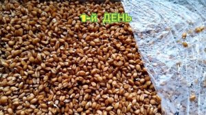 Проращиваем зерно для кур. Секретный способ.