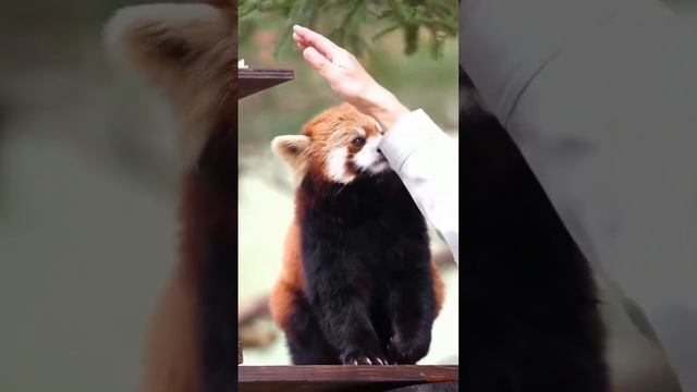 Cute red panda. Милая красная панда