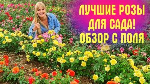 Выбираете РОЗЫ? Этот РОЛИК ДЛЯ ВАС! ШИКАРНЫЕ розы, цветущие в поле!