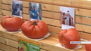 Минусинский помидор 2019 (Енисей Минусинск)