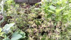 Pokok Basil Untuk Melawan Serangga Perosak