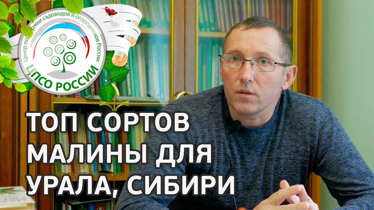 Топ сортов ремонтантной малины для Урала. Какие сорта малины выращивать в северных районах.