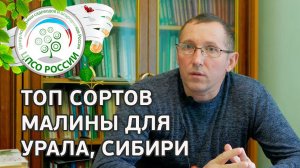 Топ сортов ремонтантной малины для Урала. Какие сорта малины выращивать в северных районах.