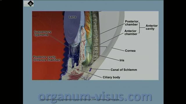 Glaucoma. Ингибиторы карбоангидразы в терапии глаукомы, 1, Голубев С.Ю. смотреть онлайн