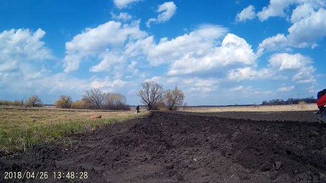 Посадка картофеля мотоблоком Салют-100. Нарезаем окучником борозды и сажаем.