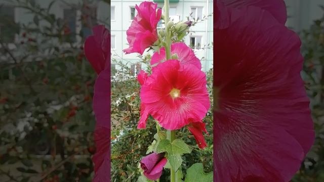 Штокроза розовая.?