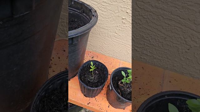 Kumquat seedlings, pineapple, dragonfruit, and more, up-potting. смотреть онлайн