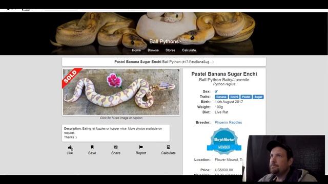 Sugar Ball Python Morph Combos | Jack's Reptiles