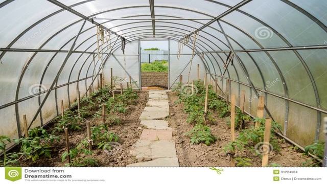 Высадка томатов в теплицу в апреле 2021, когда пересаживать по лунному календарю смотреть онлайн