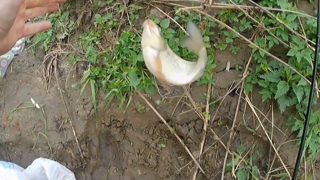 Рыбалка в посёлке Володарского на Пахре весна 2023 смотреть онлайн