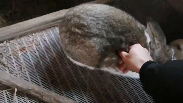 КАК ОПРЕДЕЛИТЬ ВОЗРАСТ КРОЛИКА? / ДЛЯ НАЧИНАЮЩИХ смотреть онлайн