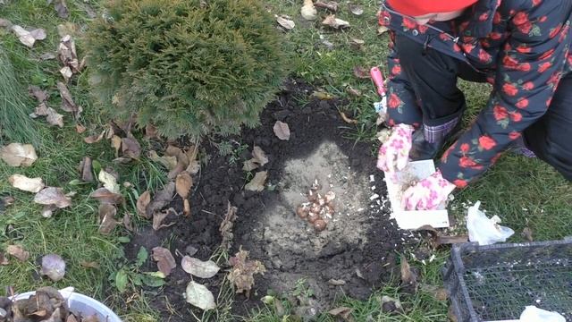 Можно ли сажать луковичные цветы в ноябре? смотреть онлайн